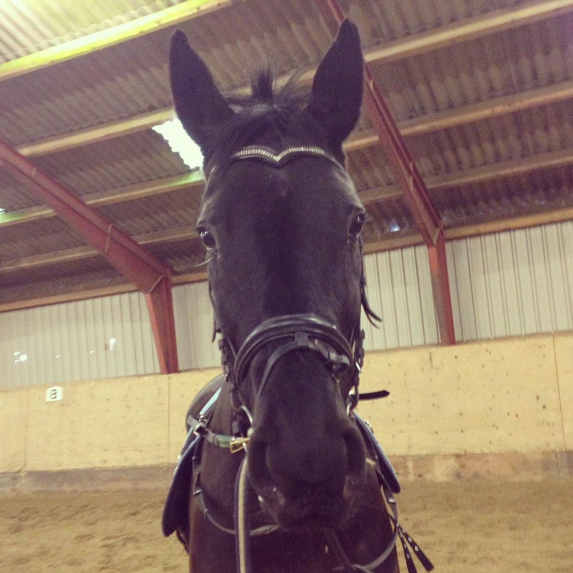 Oldenborg Blackie billede 1