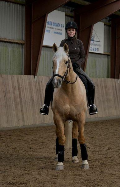 Palomino Marielunds gold melodyboy - Golden og jeg, feb. 2013 billede 14