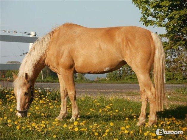 Palomino QUEEN OF EUROPE billede 15