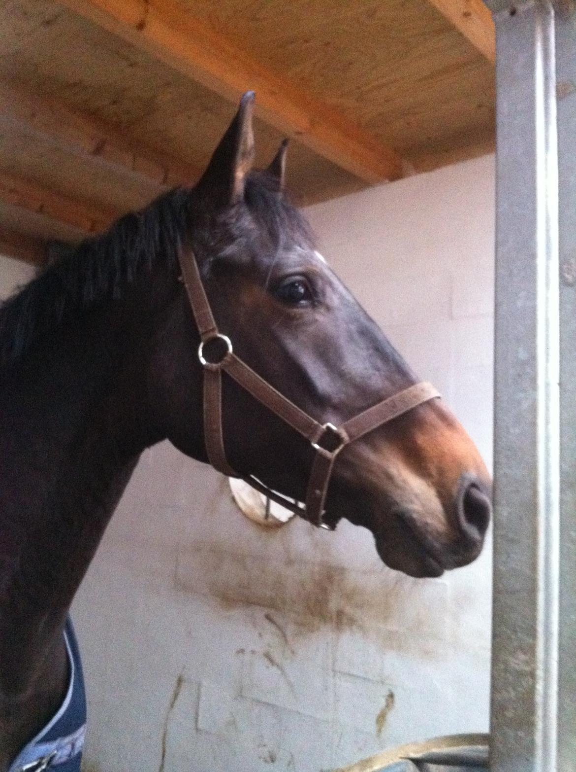 Dansk Varmblod Østerhyldigs Snowdancer billede 1