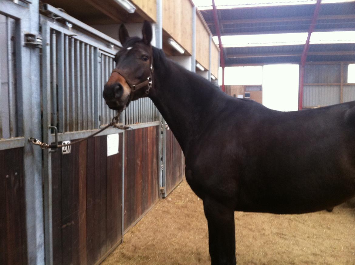 Dansk Varmblod Østerhyldigs Snowdancer billede 2