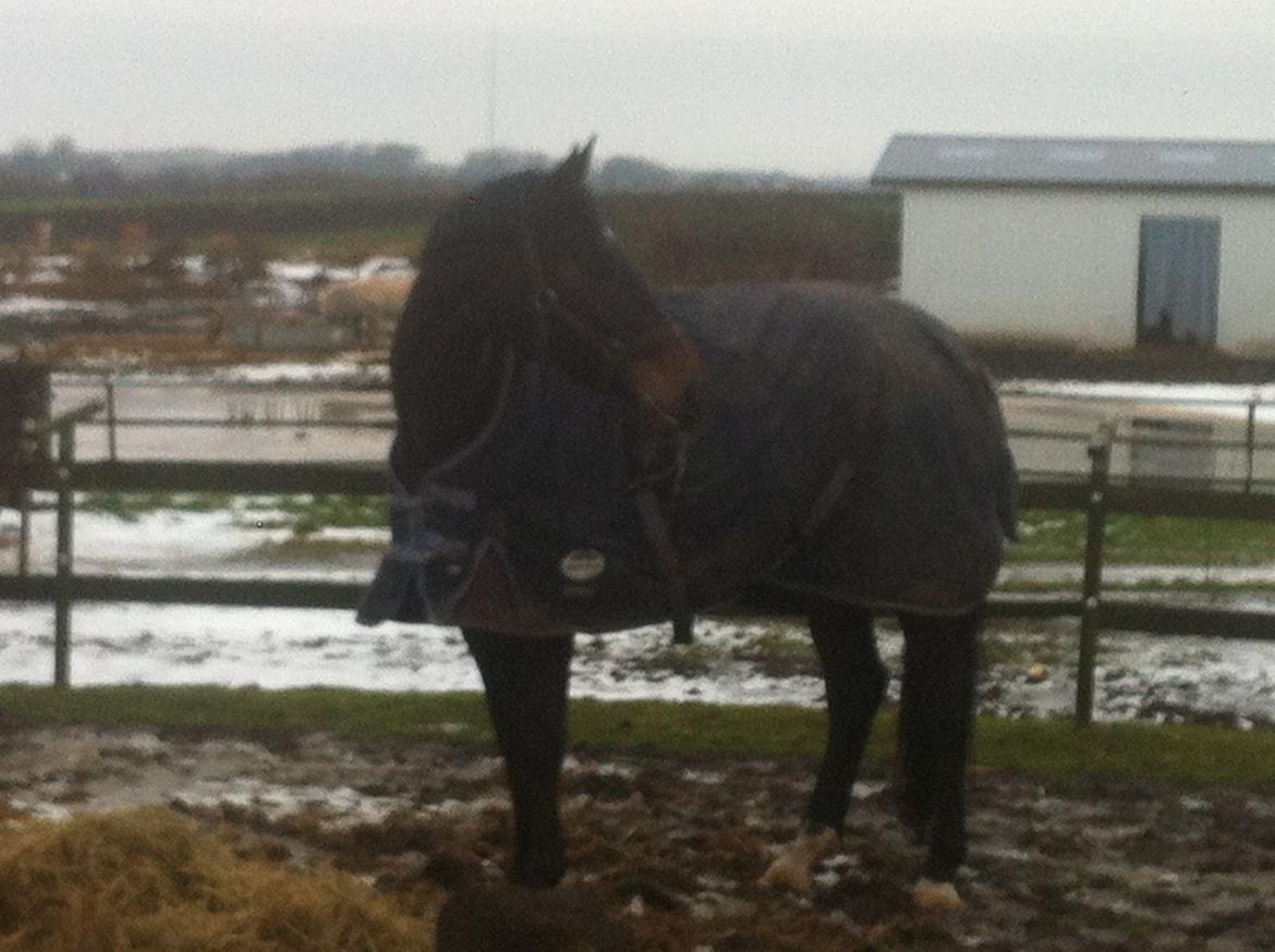 Dansk Varmblod Østerhyldigs Snowdancer billede 3