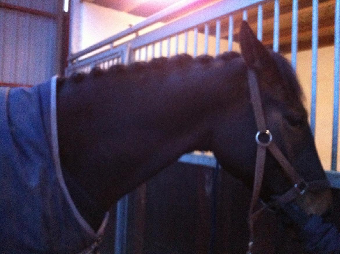 Dansk Varmblod Østerhyldigs Snowdancer - Hun tog det meget stille og roligt første gang jeg skulle flette hende.. også selvom det var en af mine første gange, så var ikke helt super til det..hun synes det var hyggeligt ;) billede 8