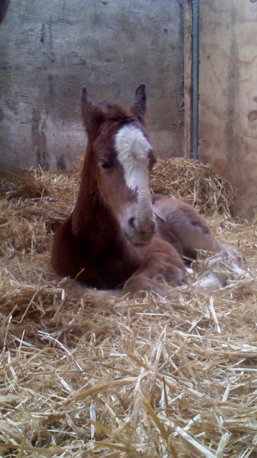 Irish Cob Crossbreed Solgården´s Pipaluk (Pip´sen den lille Mammut). - Ikke timer gammel, ligger man lidt træt og forvirret og kommer til sig selv :) billede 8