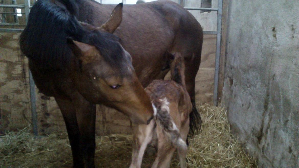 Irish Cob Crossbreed Solgården´s Pipaluk (Pip´sen den lille Mammut). - Det første måltid :) billede 9