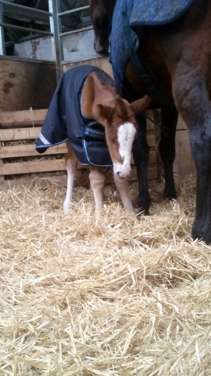 Irish Cob Crossbreed Solgården´s Pipaluk (Pip´sen den lille Mammut). - Nogen gang... så blir man pludselig bar SÅ træt midt i maden :S :P billede 6