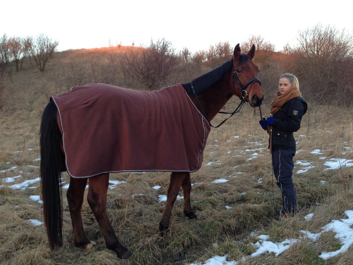 Anden særlig race Palsgaards Kezha (Himmelhest) billede 10