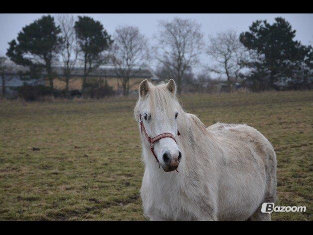 Welsh Pony (sec B) Apollon - polle <3 *SAVNES* - Så skal du igang igen med din ejer den 1 April, jeg elsker dig og håber du ved det, held og lykke fremover med Pernille minskat :') <3 billede 20
