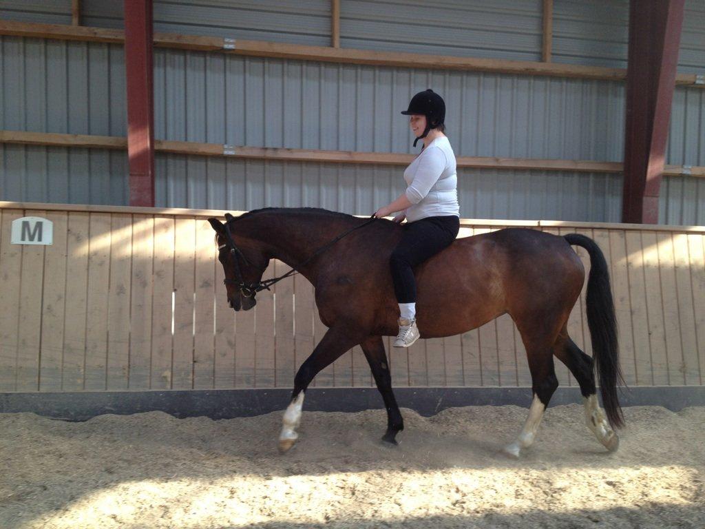 Dansk Varmblod zaragoza - første gang jeg rider hende ude sadel billede 19