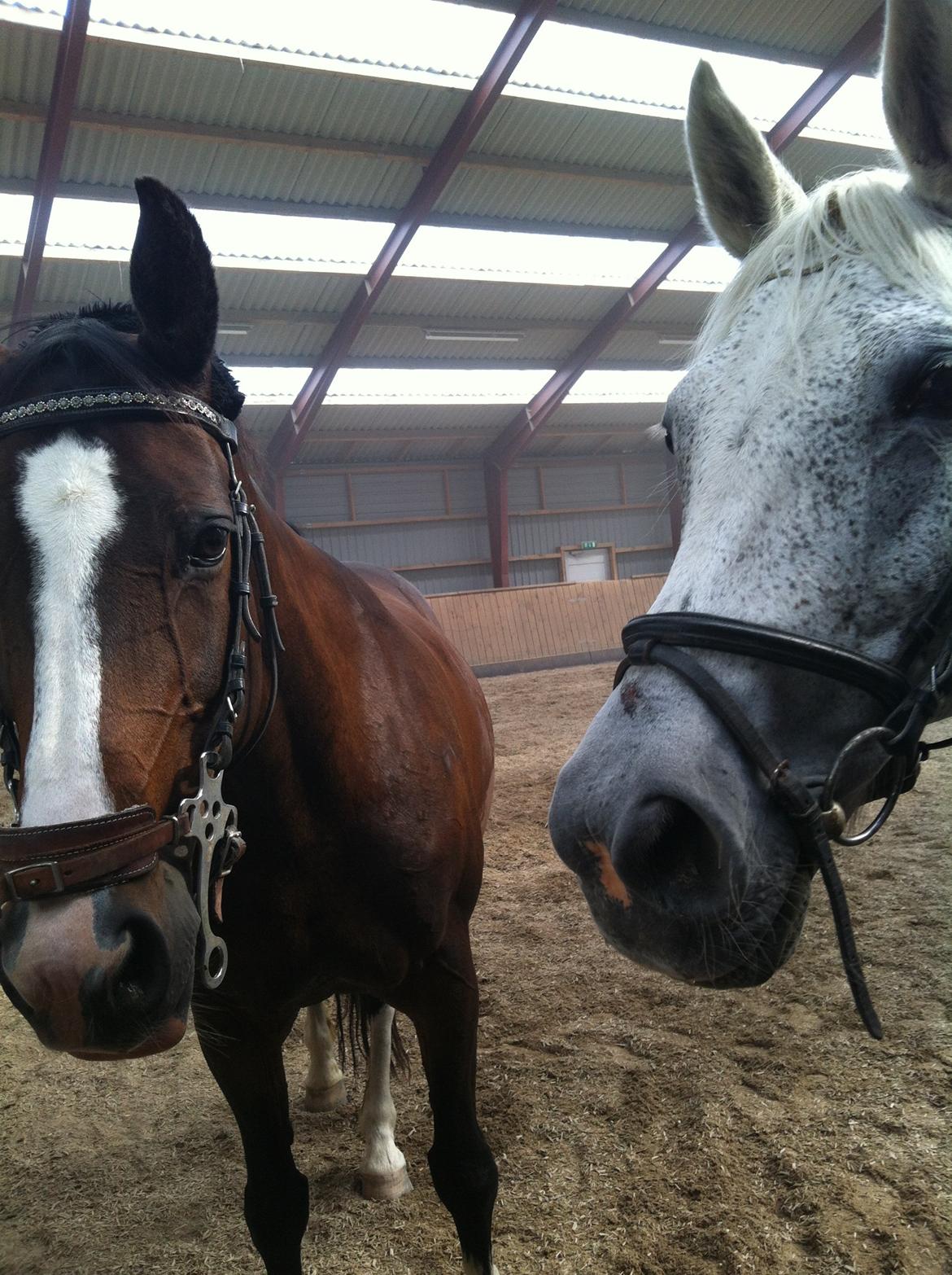 Dansk Varmblod zaragoza billede 20