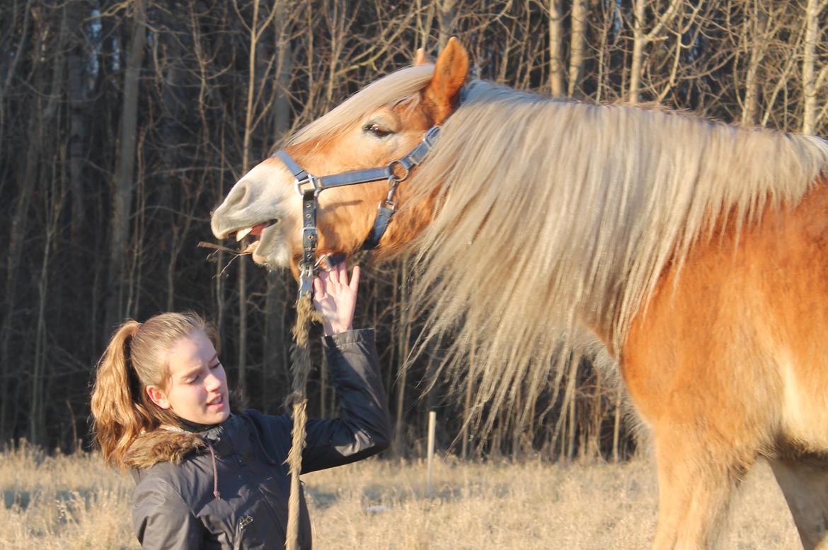 Haflinger Harald •R.I.P• [Tidl. part] billede 4