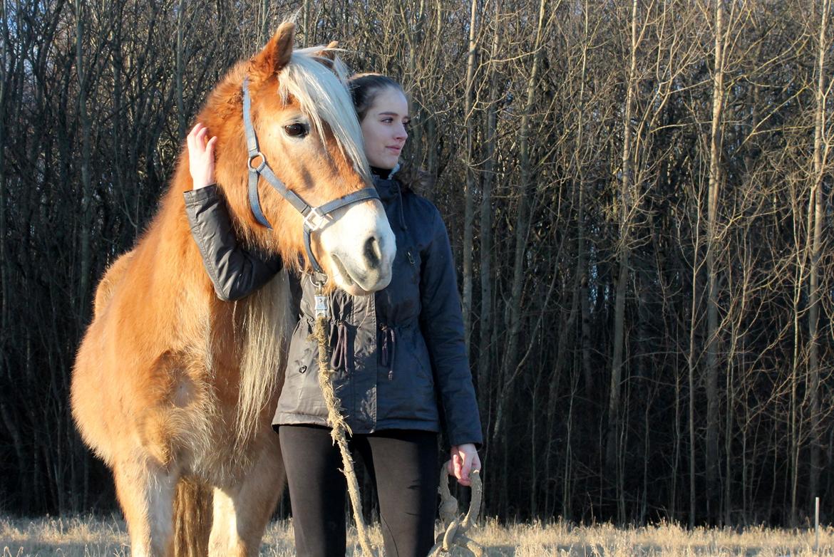 Haflinger Harald •R.I.P• [Tidl. part] billede 6