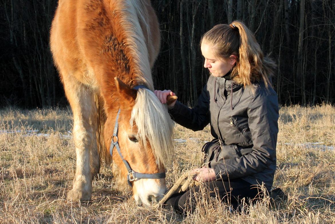 Haflinger Harald •R.I.P• [Tidl. part] billede 3