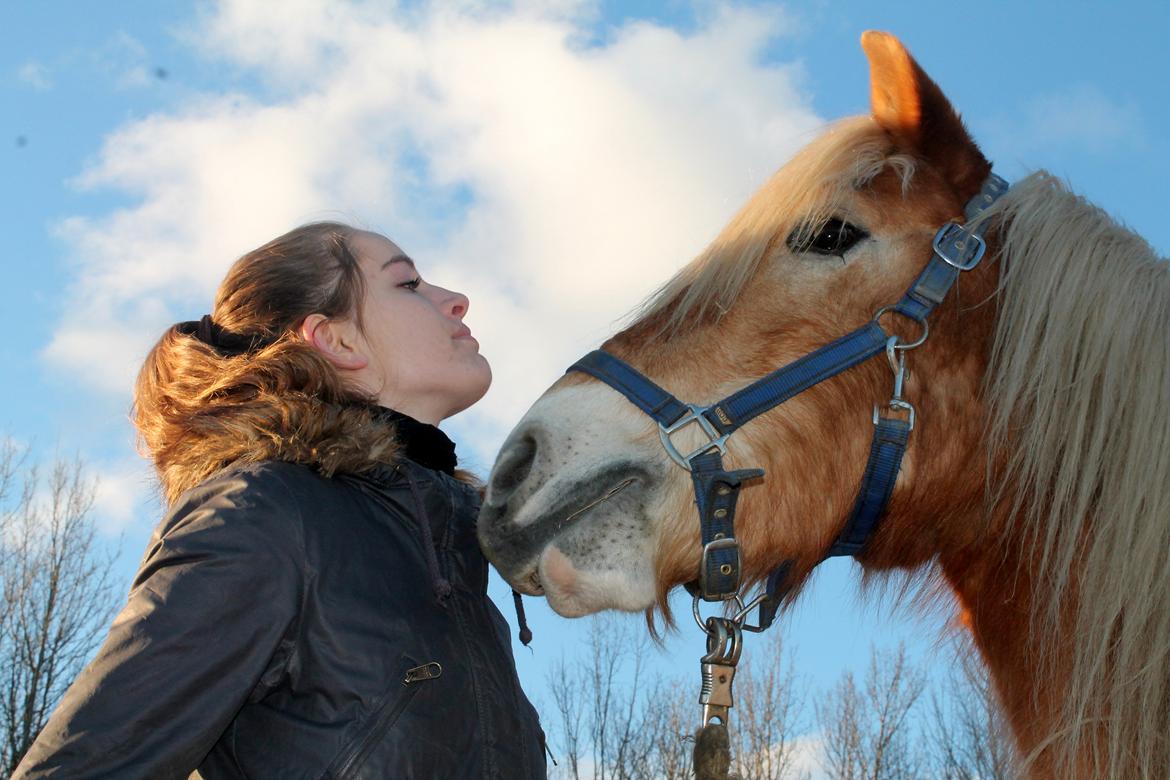 Haflinger Harald •R.I.P• [Tidl. part] billede 7