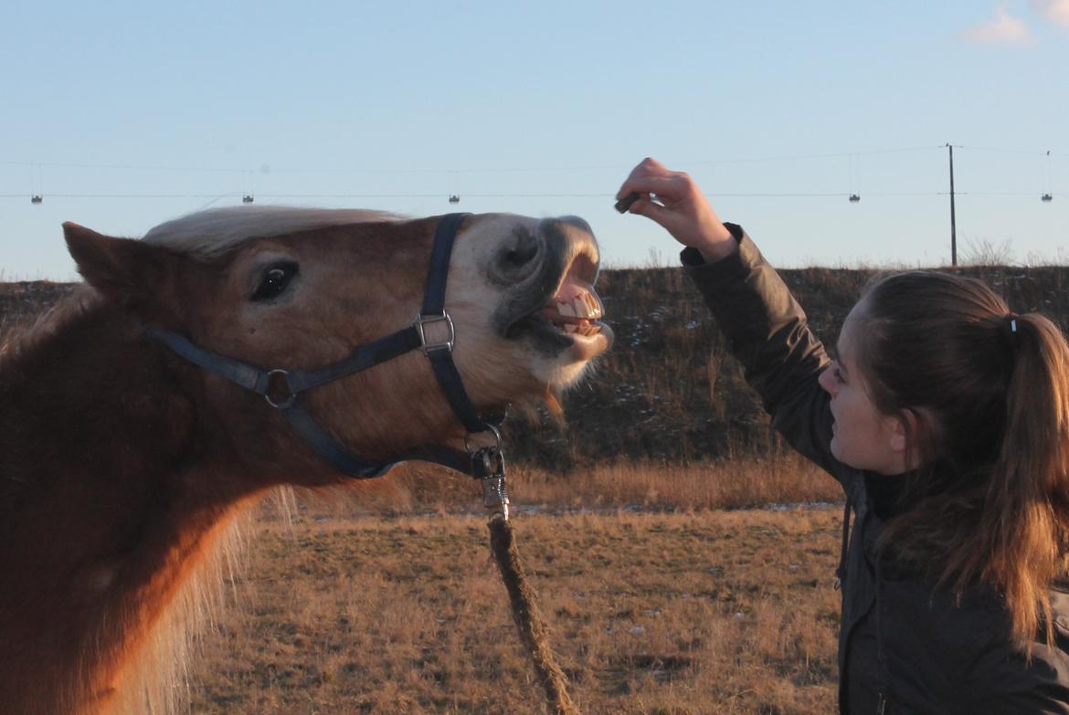 Haflinger Harald •R.I.P• [Tidl. part] billede 8