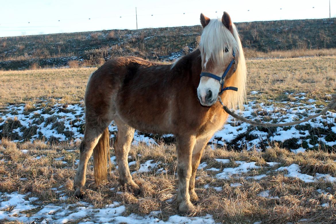 Haflinger Harald •R.I.P• [Tidl. part] billede 9