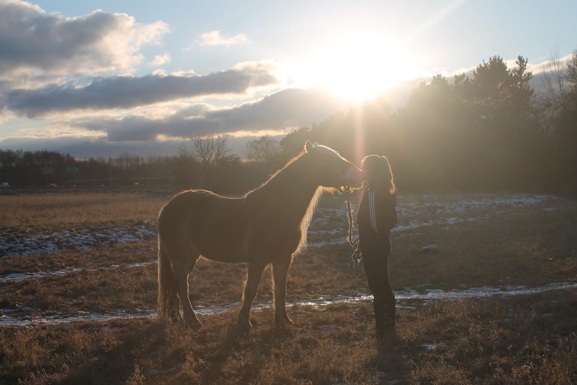 Haflinger Harald •R.I.P• [Tidl. part] billede 1