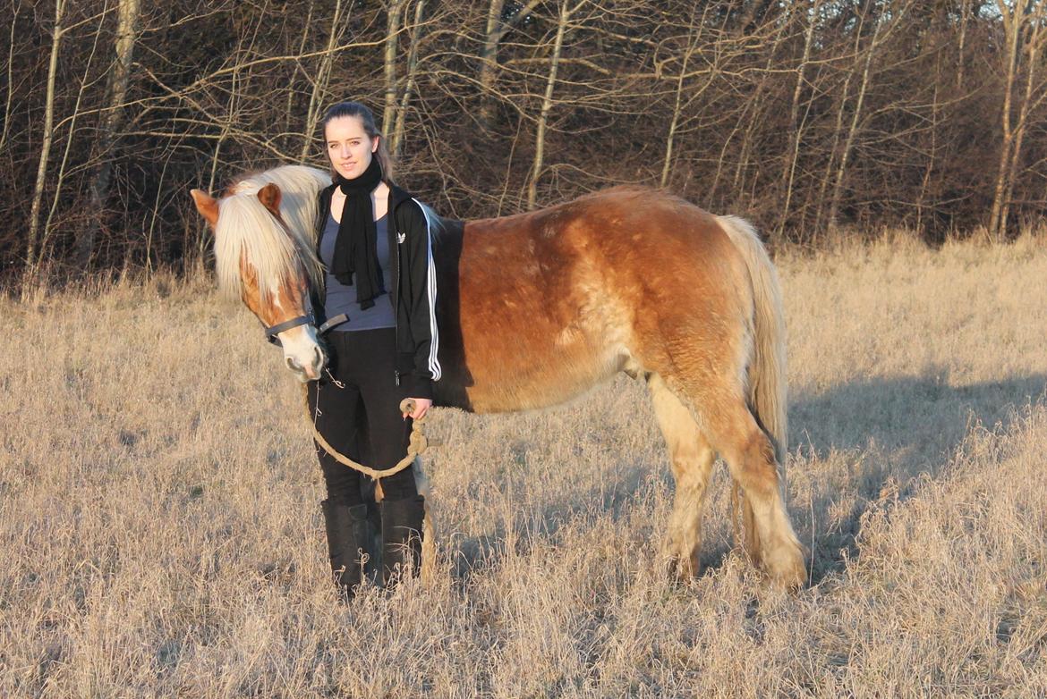 Haflinger Harald •R.I.P• [Tidl. part] billede 13