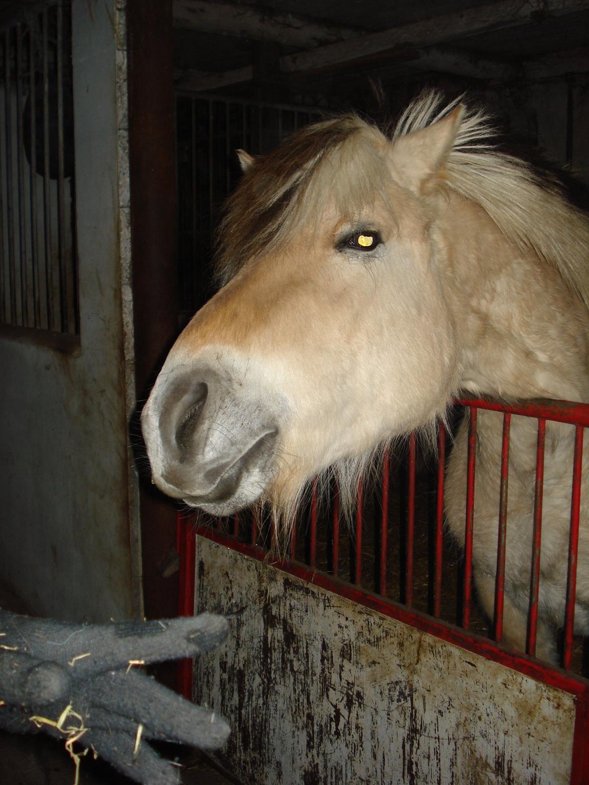 Fjordhest Ponker Præsten billede 5