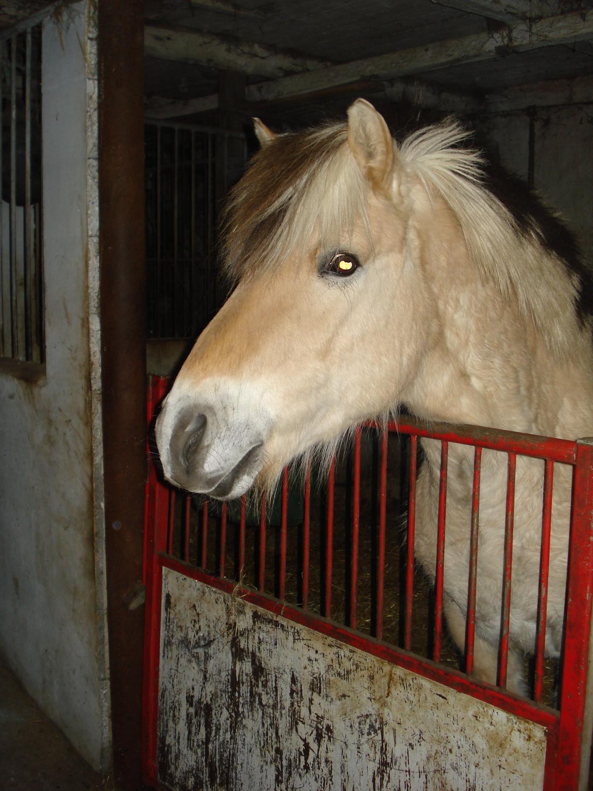 Fjordhest Ponker Præsten billede 6