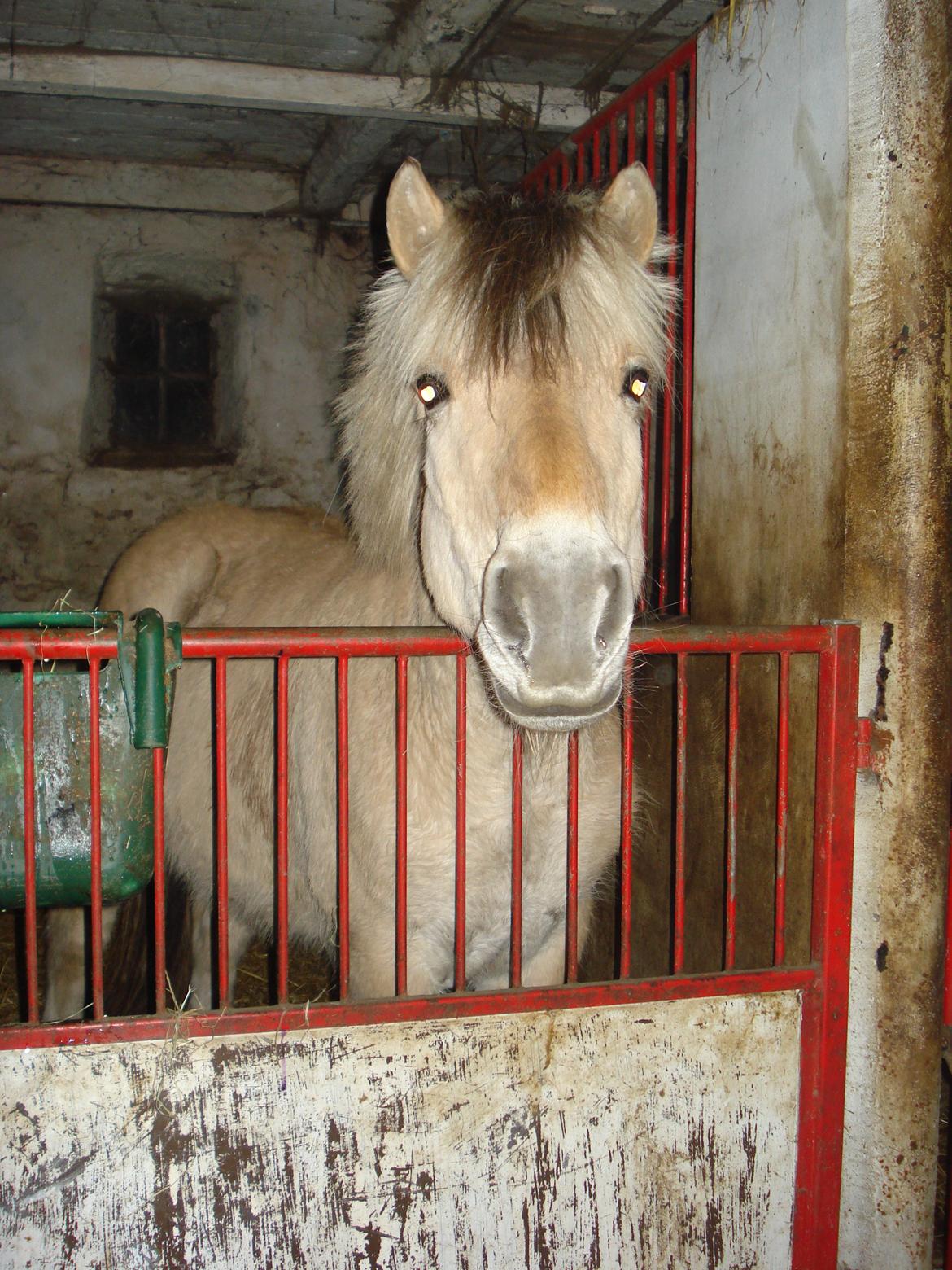 Fjordhest Ponker Præsten billede 8