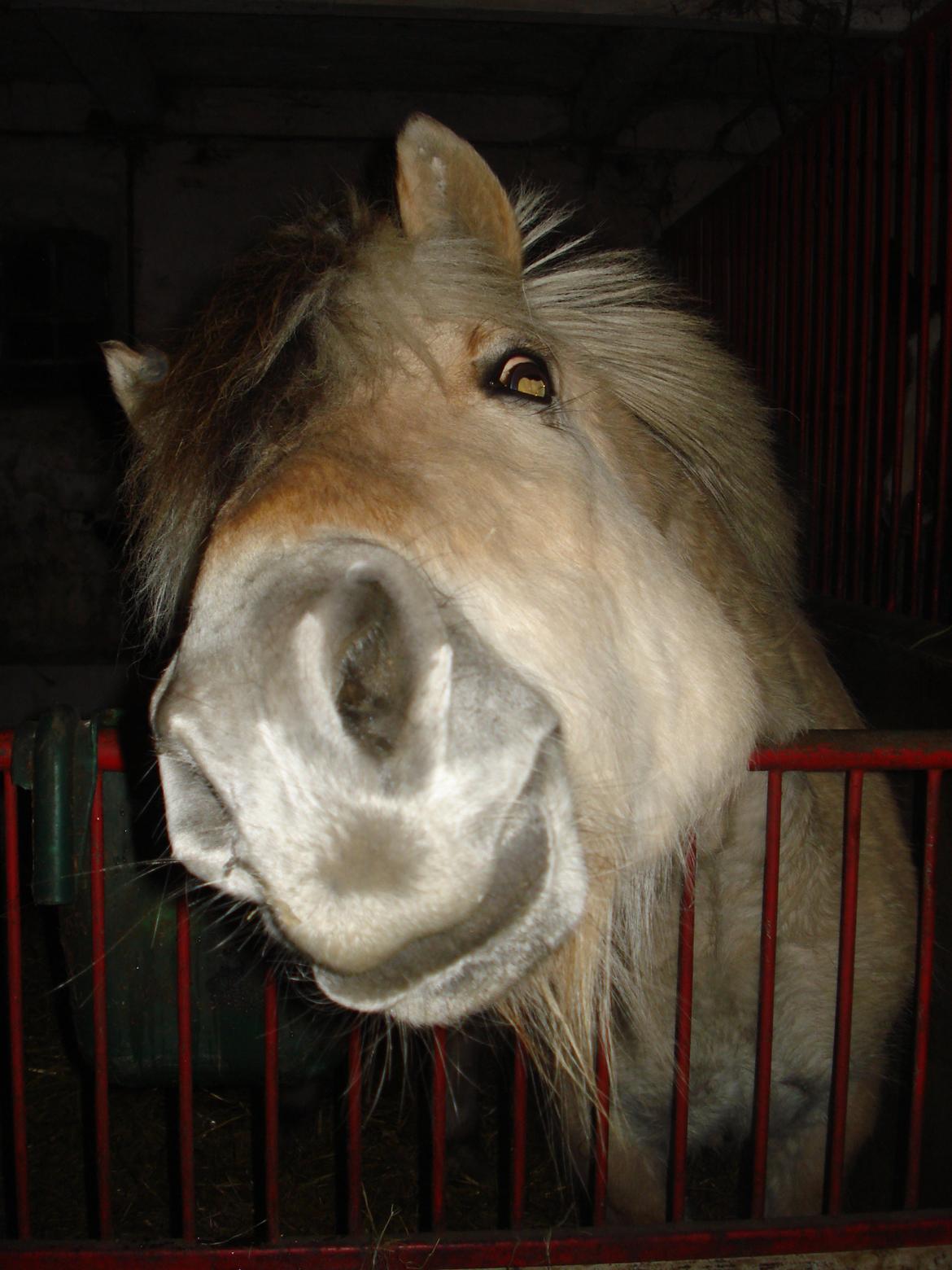 Fjordhest Ponker Præsten billede 4