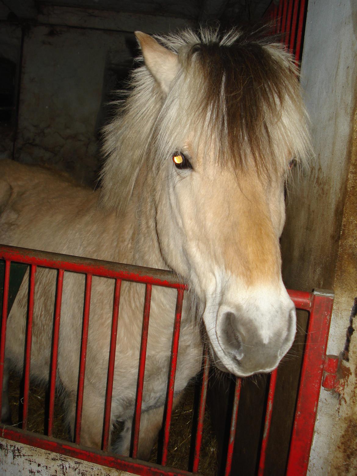 Fjordhest Ponker Præsten billede 10