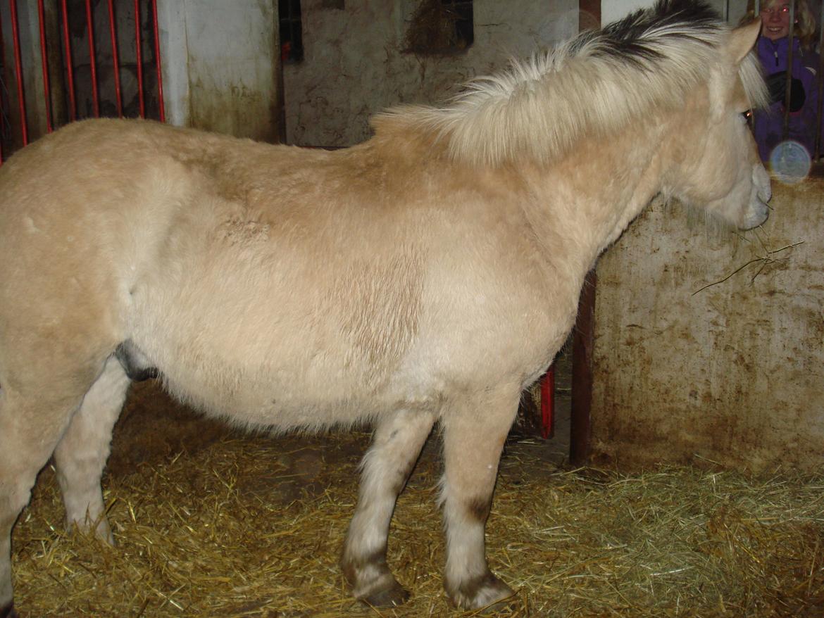 Fjordhest Ponker Præsten billede 13
