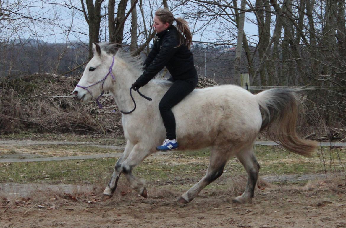 Anden særlig race Schødtsmindegårds Jody -  ♥ billede 10