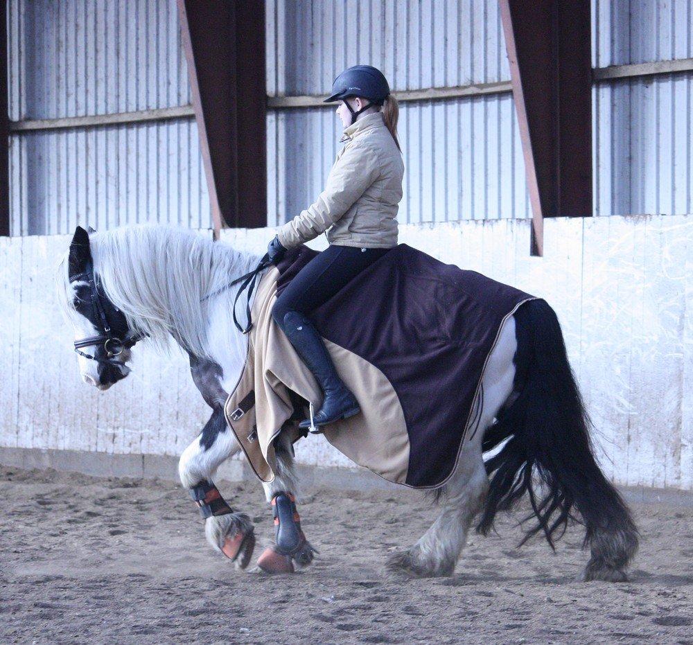 Irish Cob Cronos Regius billede 3