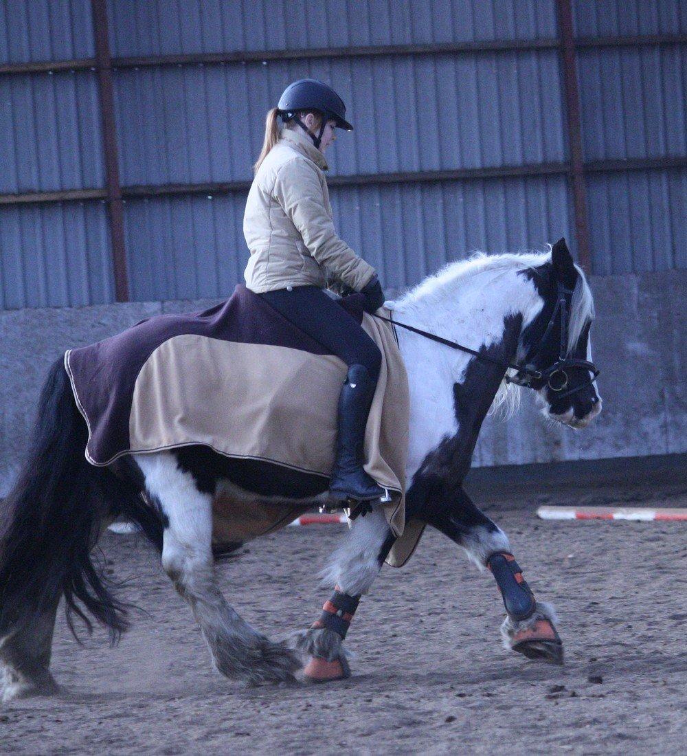 Irish Cob Cronos Regius billede 12