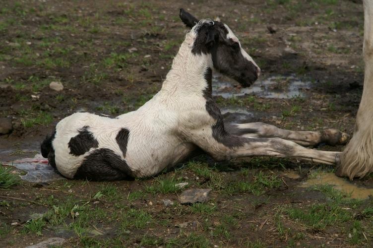 Irish Cob Cronos Regius billede 13