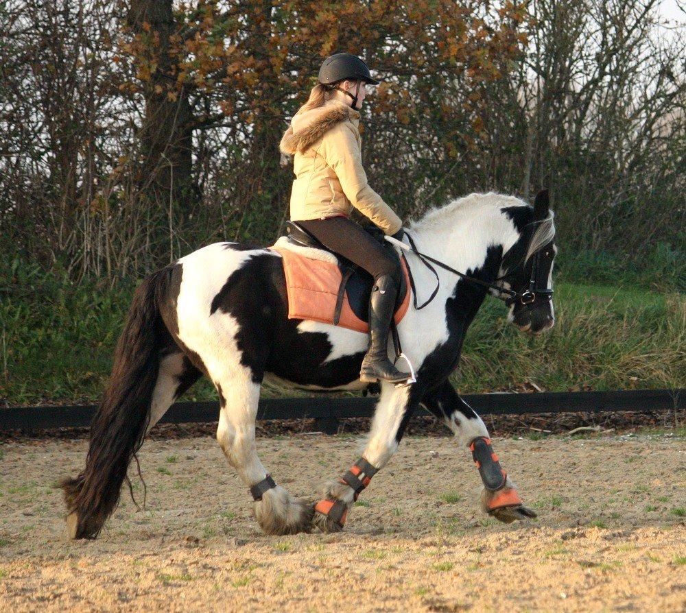 Irish Cob Cronos Regius billede 1