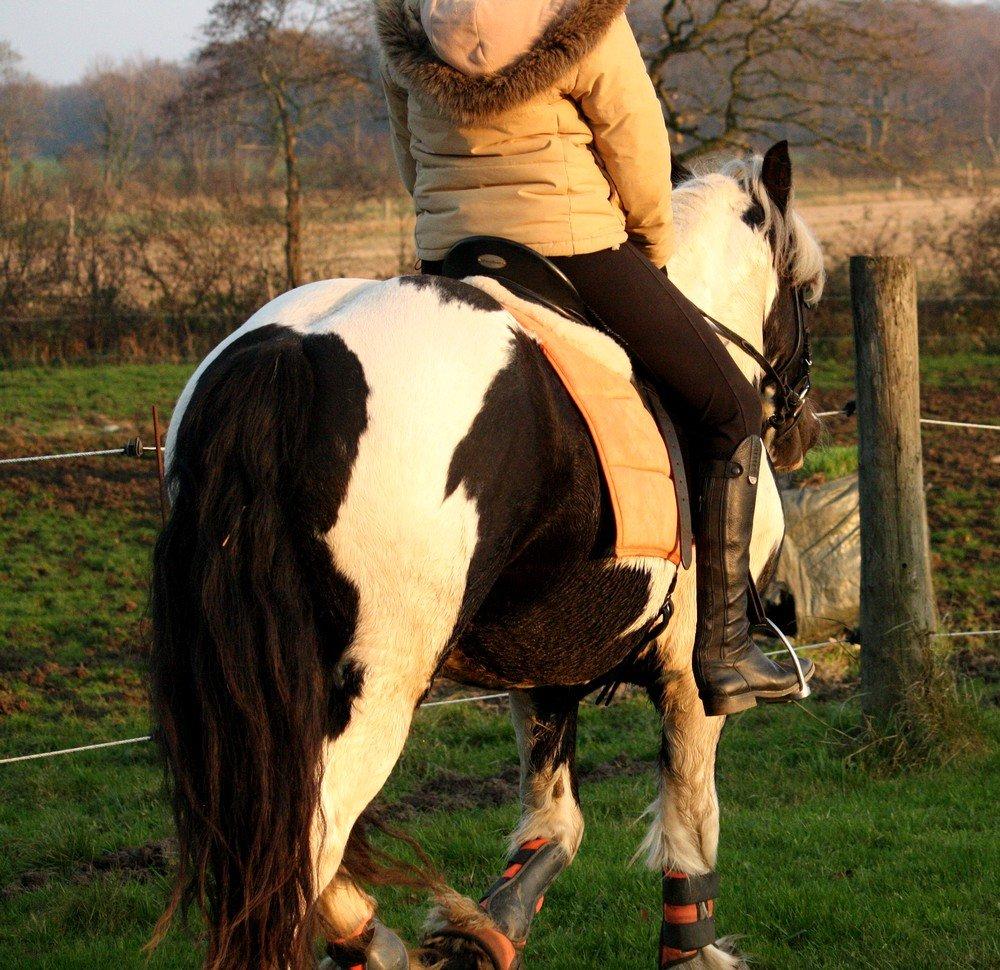 Irish Cob Cronos Regius billede 14