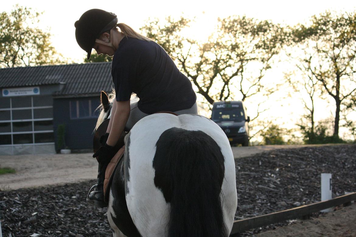 Irish Cob Cronos Regius billede 15