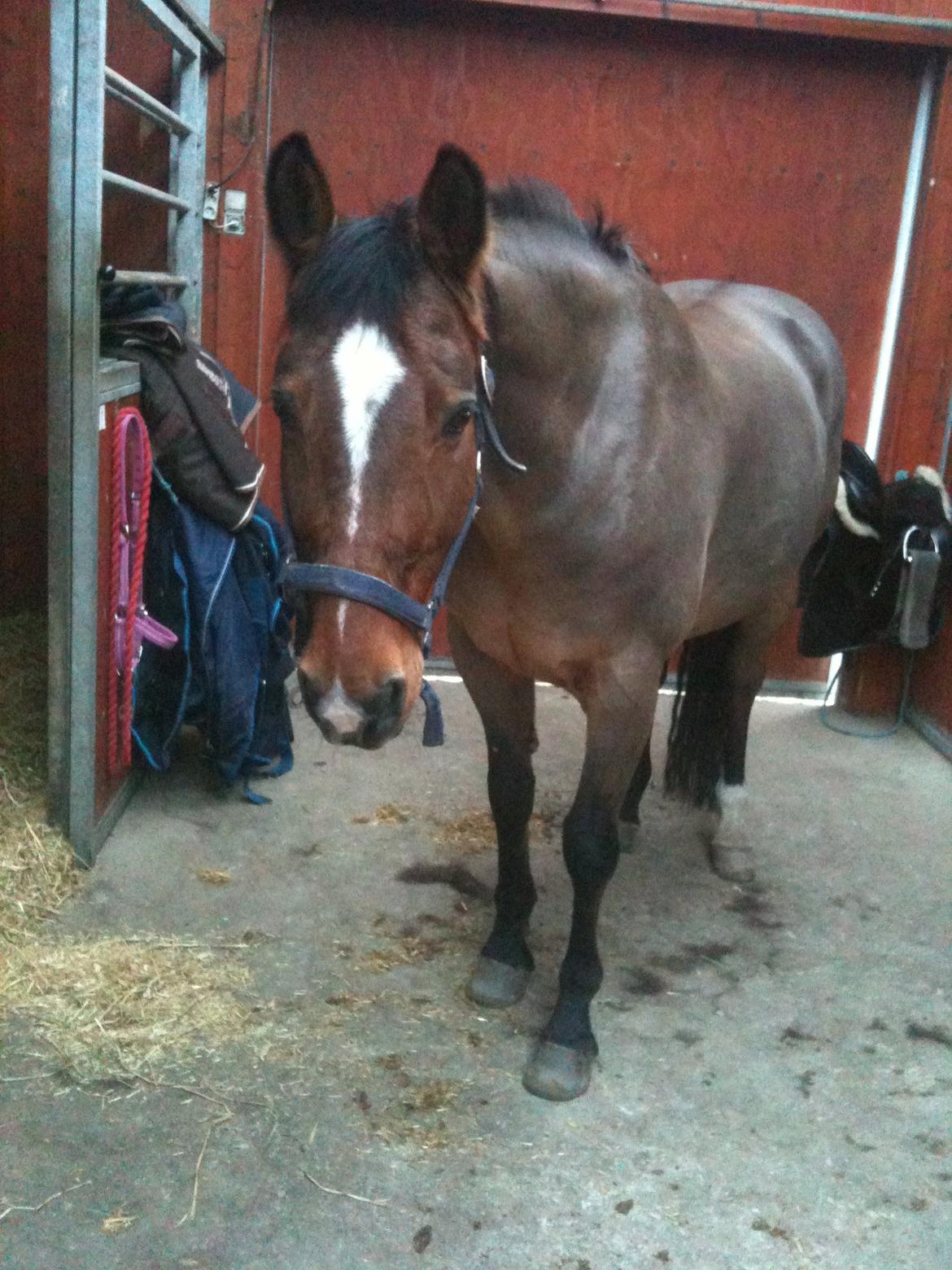 Dansk Varmblod Candor Højvang billede 7