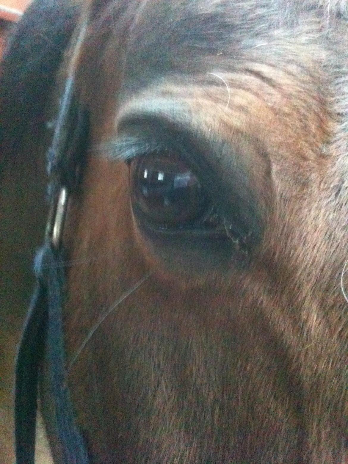 Dansk Varmblod Candor Højvang billede 8