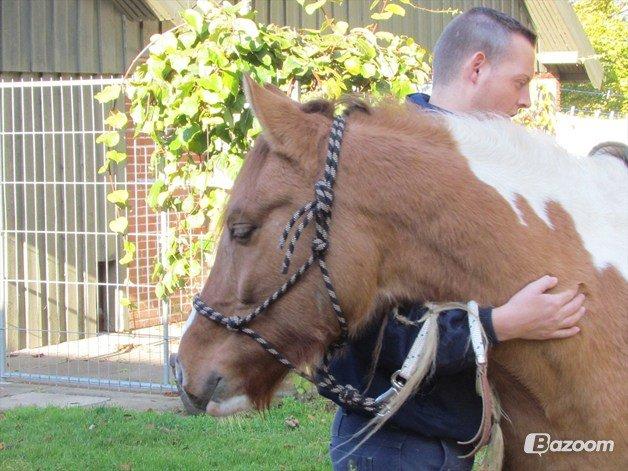 Anden særlig race Scirocco billede 1