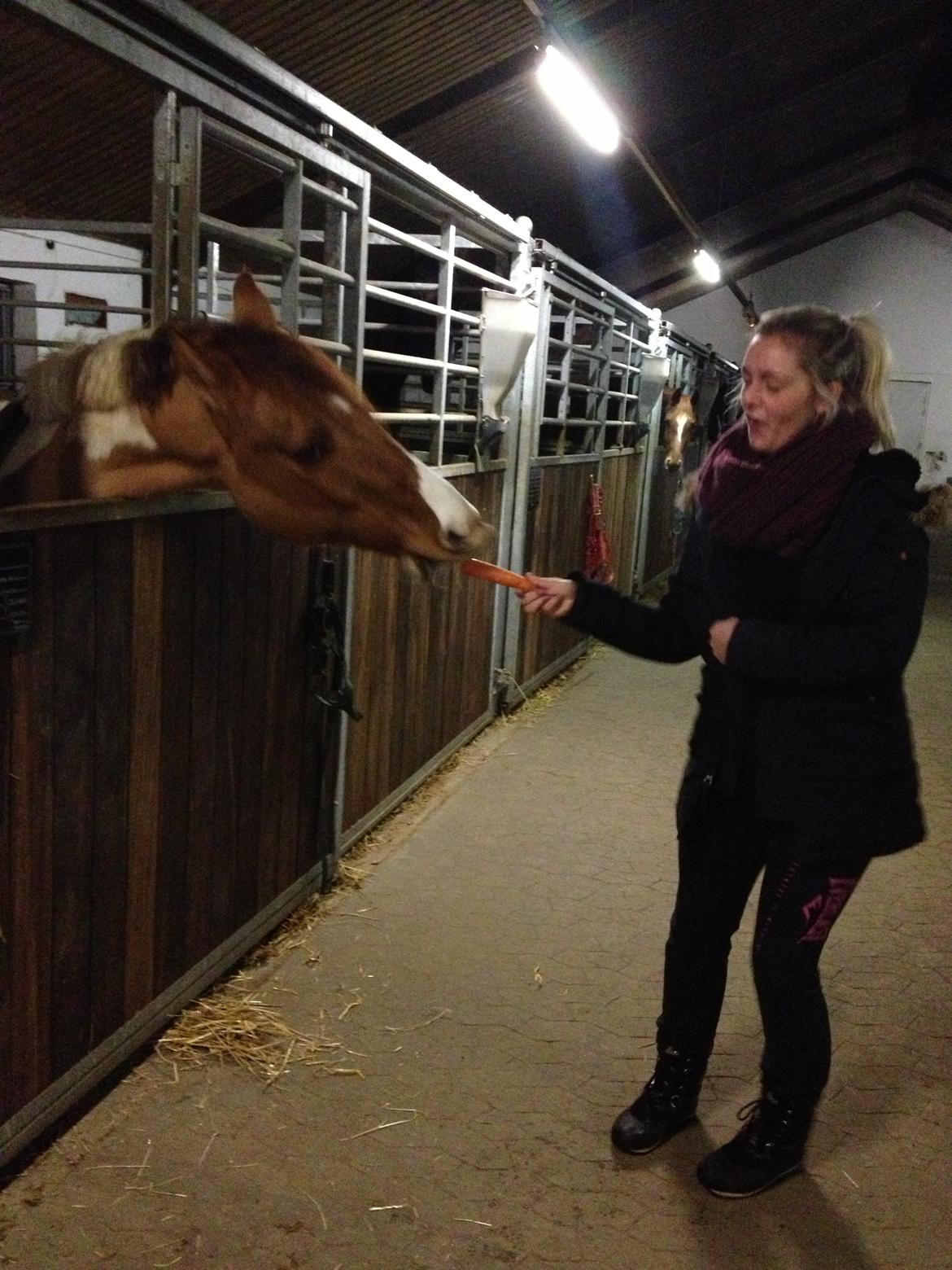 Anden særlig race Scirocco billede 7