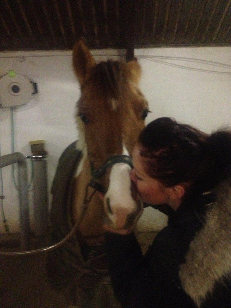 Anden særlig race Scirocco billede 8