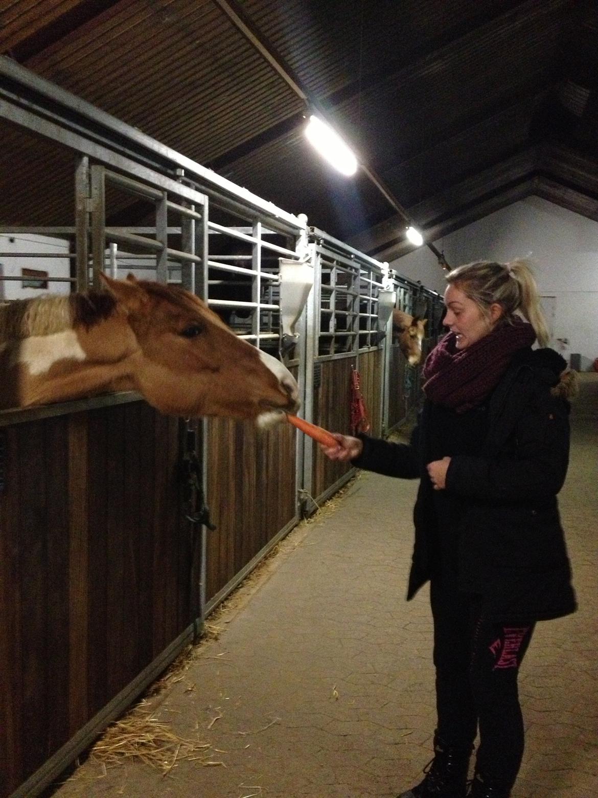 Anden særlig race Scirocco billede 11