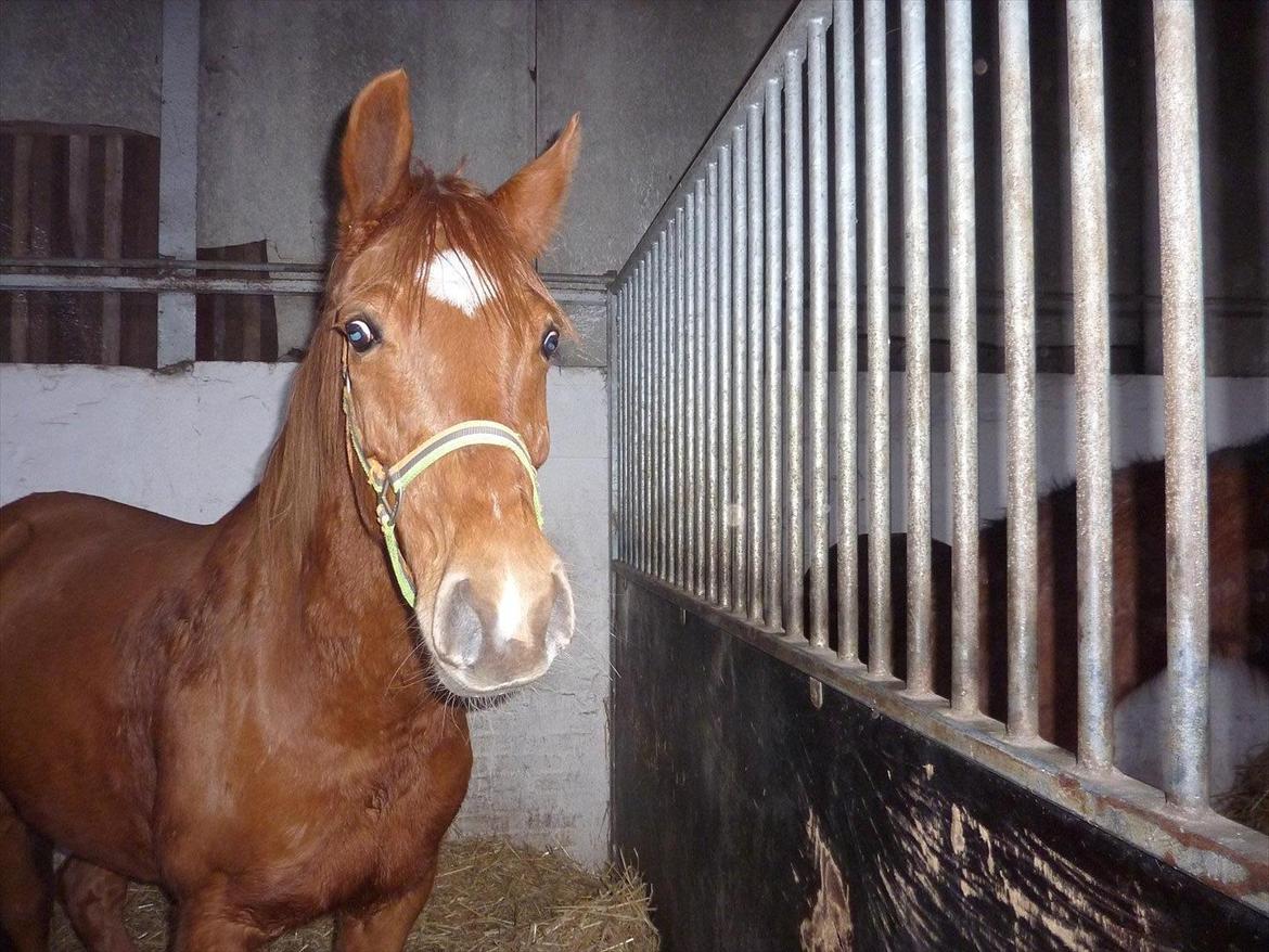 Anden særlig race Casmir billede 28