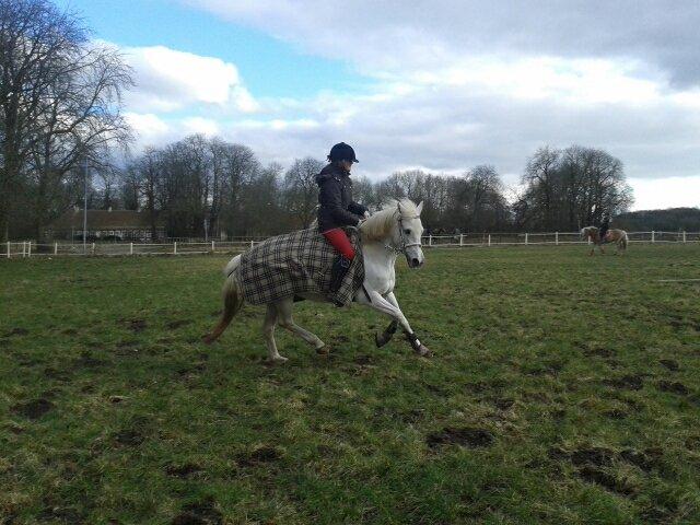 Anden særlig race Duet- min stjerne<3 - Mit fantastiske dressur Æsel Feb. 2013  billede 17