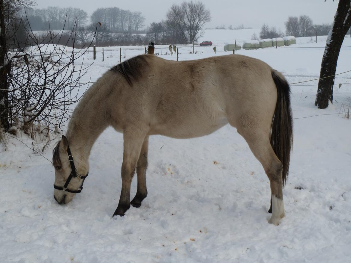 Welsh Partbred (Sec F) Donatella-Kick - Donna - i sneen - dec. 12 billede 12