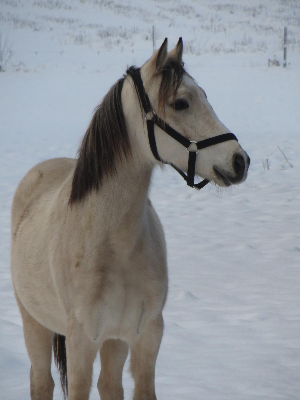 Welsh Partbred (Sec F) Donatella-Kick - dec. 12 billede 13