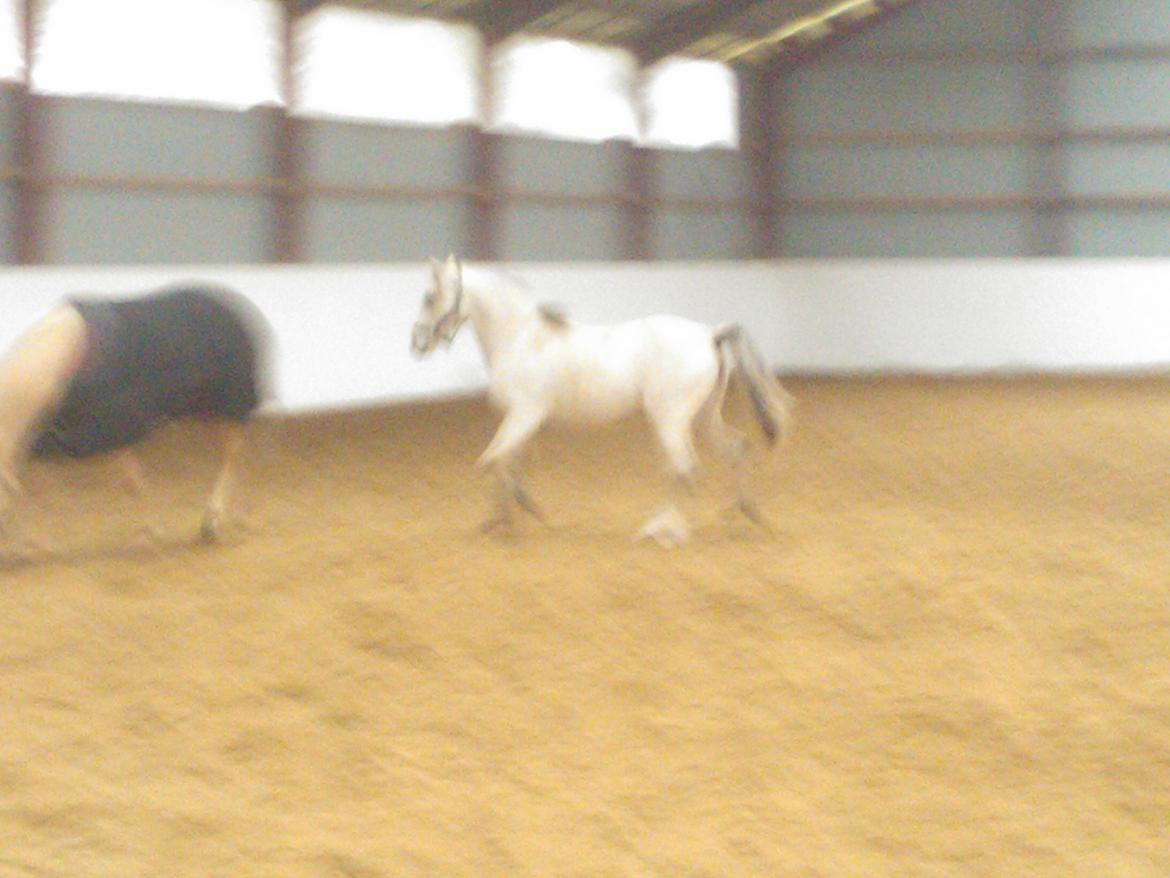 Welsh Partbred (Sec F) Donatella-Kick - Donna i ridehus jan. 13 billede 14