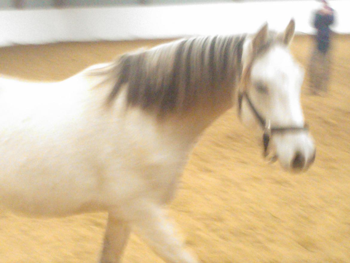 Welsh Partbred (Sec F) Donatella-Kick - igen i ridehus jan 13 - ikke verdens billede. billede 15