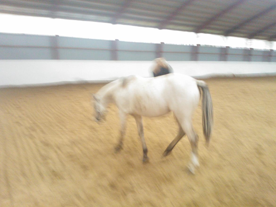 Welsh Partbred (Sec F) Donatella-Kick billede 16