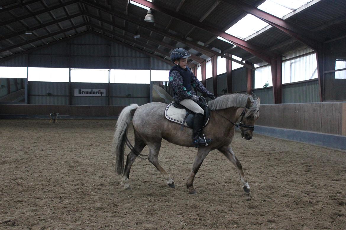 Welsh Pony (sec B) Låddenhøjs Medina billede 2