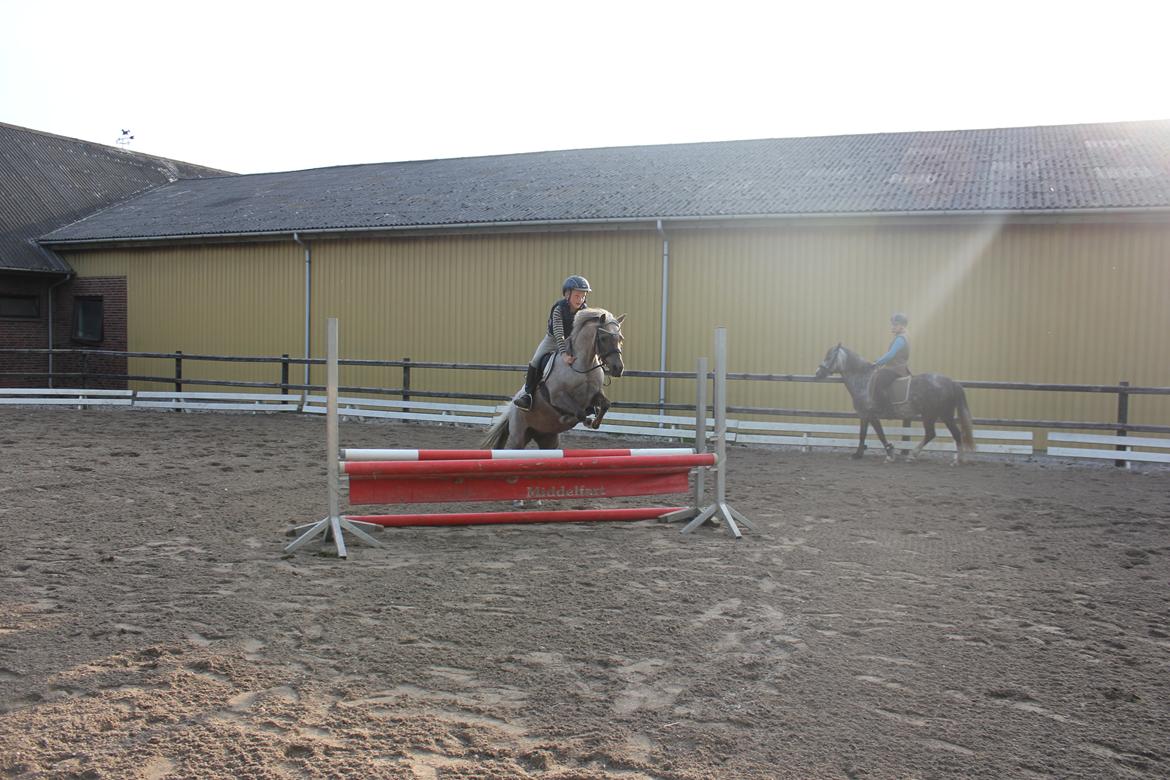 Welsh Pony (sec B) Låddenhøjs Medina billede 3